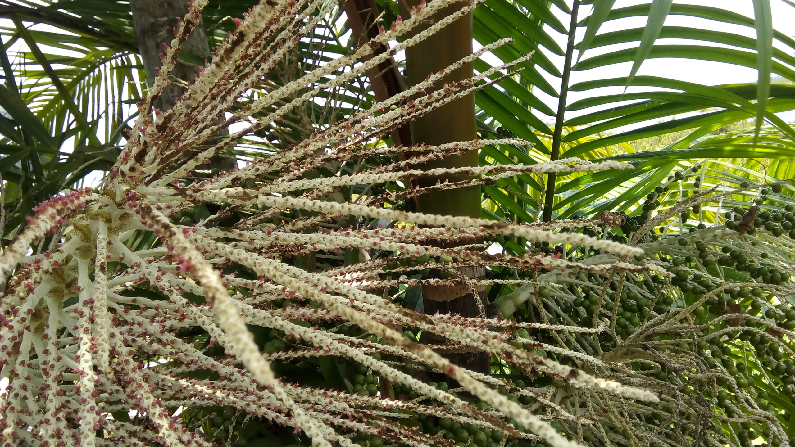 Flor do açaí