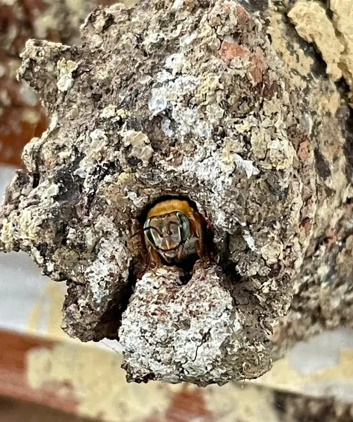 Abelha sem ferrão Melipona fulva saíndo de dentro de uma pedra