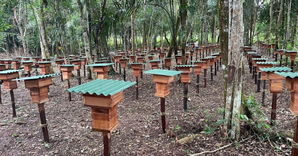 Meliponario Néctar da Amazônia