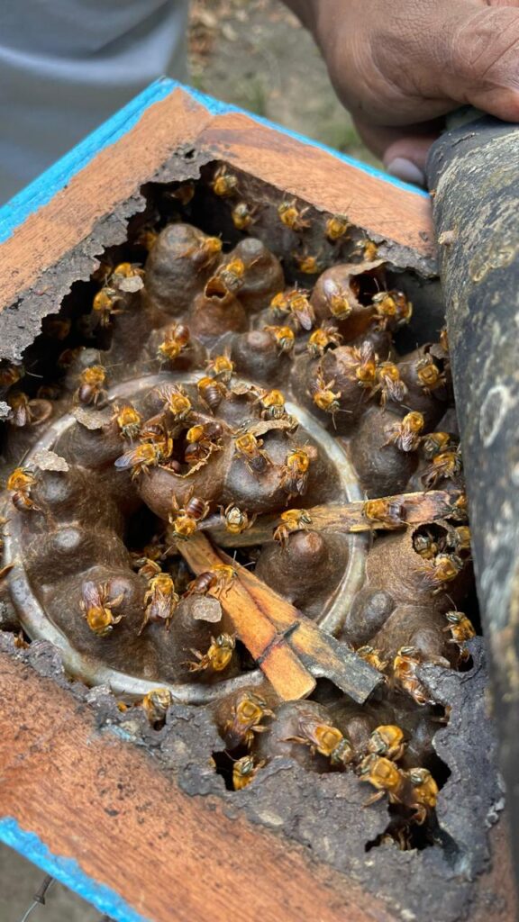 Uruçu amarela (Melipona fulva) açaí flower bee