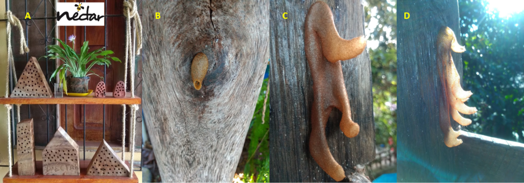 (A) Conjunto de abrigos para insetos e (B,C e D) ninhos de abelhas Plebia spp no Espaço Néctar da Amazônia em Fazendinha, Macapá, Amapá. Mosaico: Richardson Frazão
