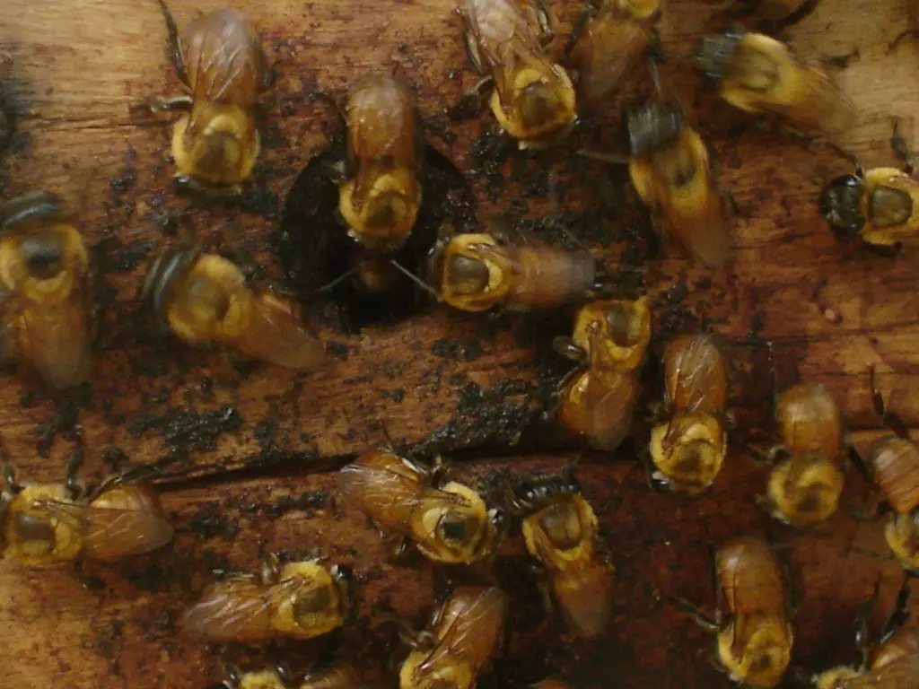 Melipona (Michmelia) paraensis Ducke, 1916