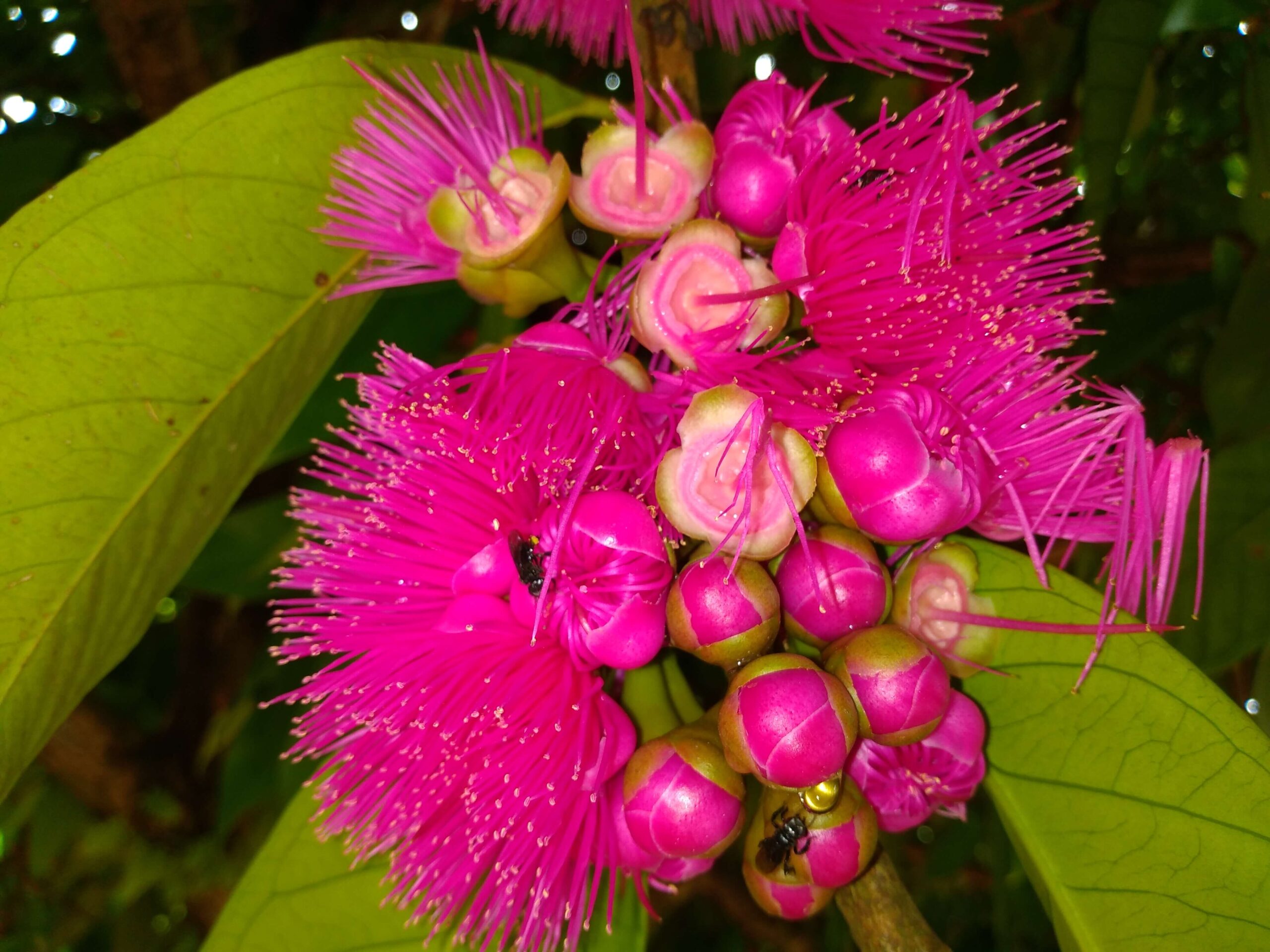 Abelhas Meliponi em flores de jambeiro Fotografia Richardson Frazão