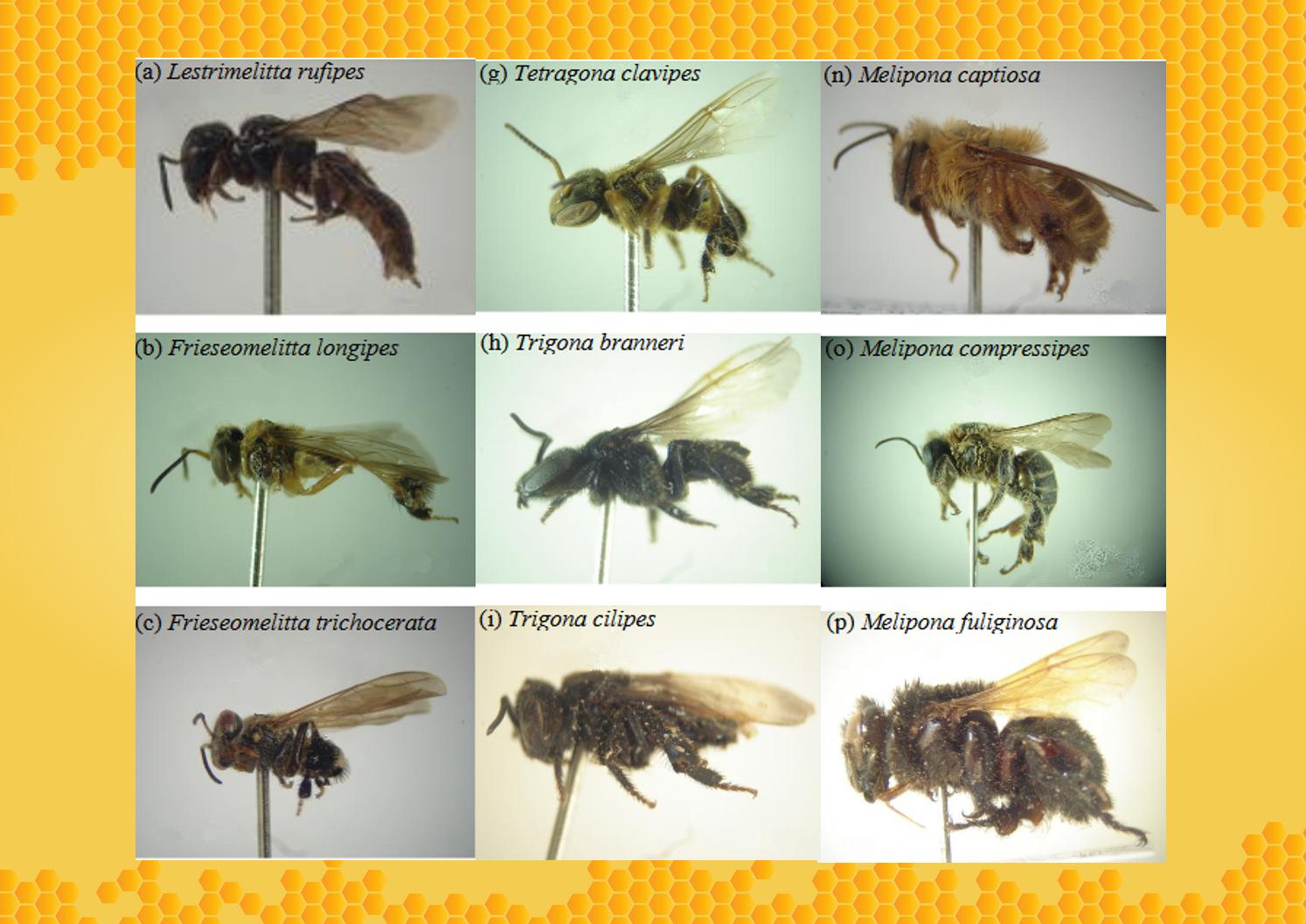 raças de abelhas sem ferrão (Melipona) manejadas via Meliponicultura no Estado do Amapá