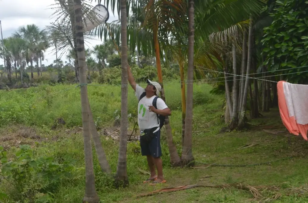 Coleta com rede entomológica em flores de açaí