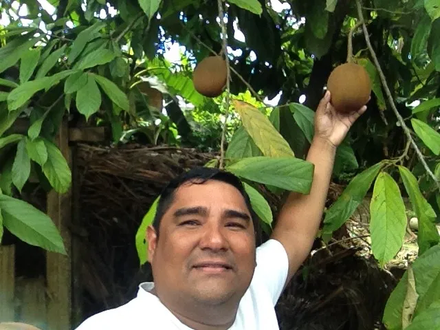 Colheita de frutos de cupuaçú