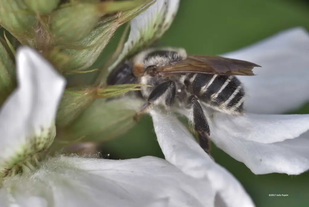 Melipona (Melikerria) fasciculata Smith 1854