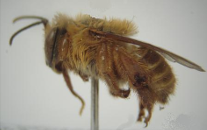 Melipona (Michmelia) captiosa Moure, 1962