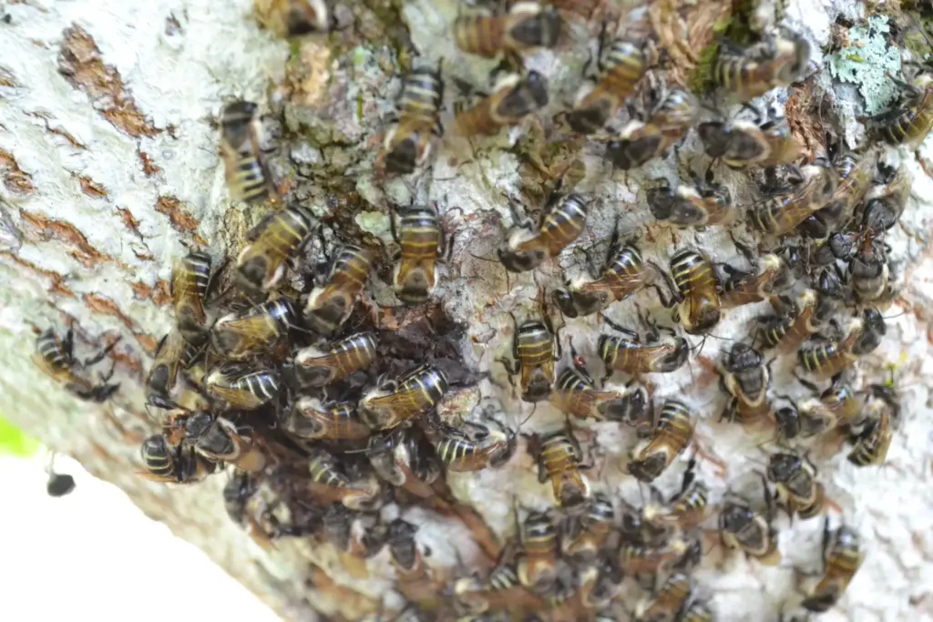 Melipona (Michmelia) lateralis Erichson, 1848