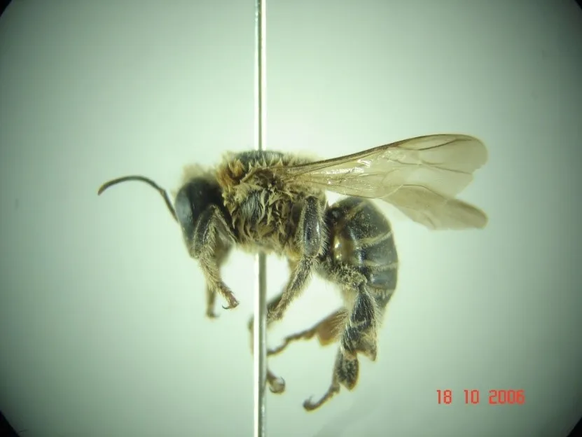 Melipona compressipes (Uruçú cinzenta) ocorrente no cerrado do Amapá