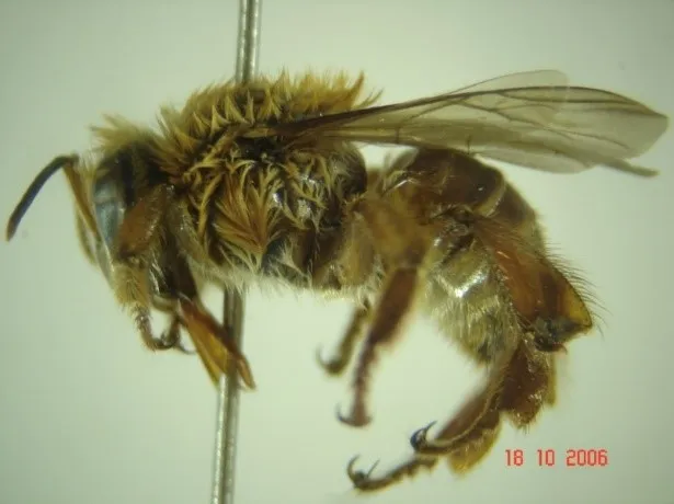 Melipona fulva (Uruçú amarela) ocorrente no cerrado do Amapá