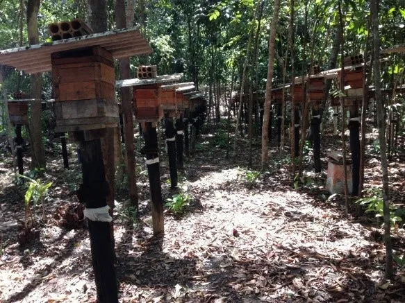 Meliponário instalado no cerrado da Comunidade Mel da Pedreira em Macapá – Amapá