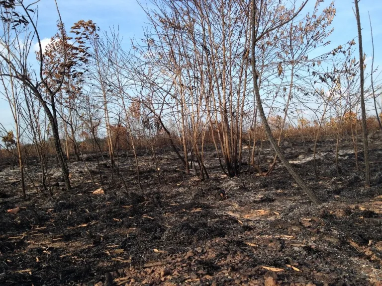 Áreas de Savana após o fogo. Foto: R. Frazão