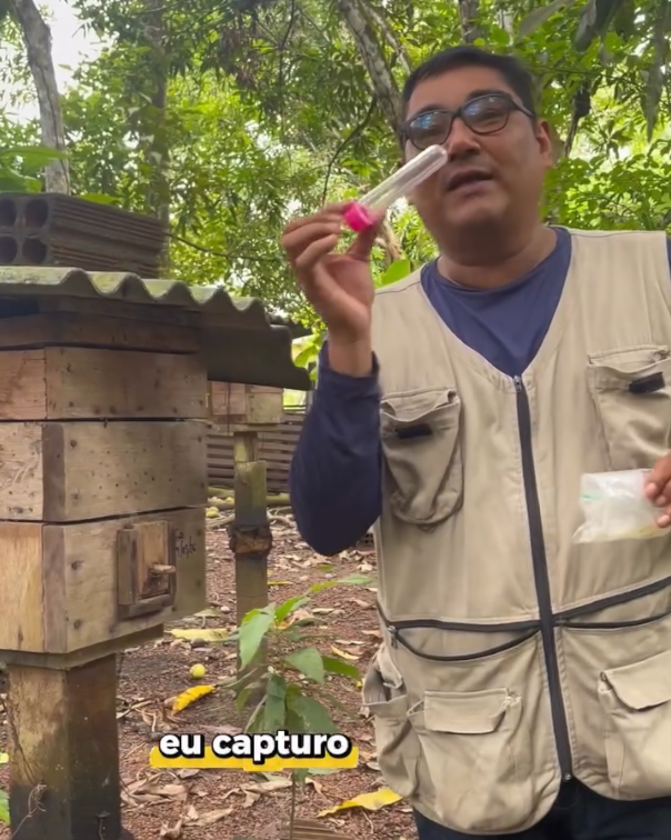 Richardson Frazão realizando coleta de pólen em meliponário de Uruçu Cinzenta próximo a açaizais